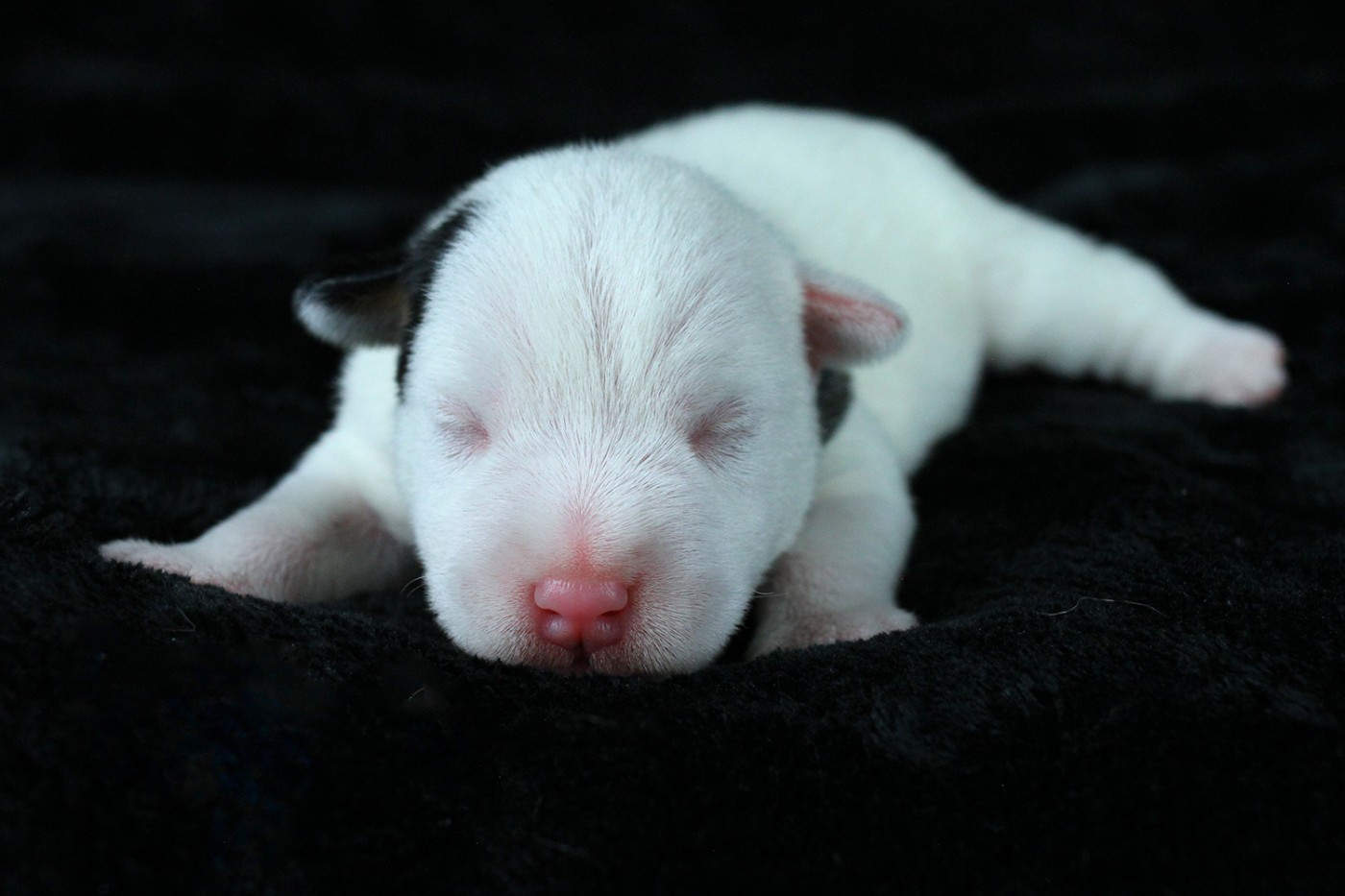 des very important Parson - Chiots disponibles - Parson Russell Terrier