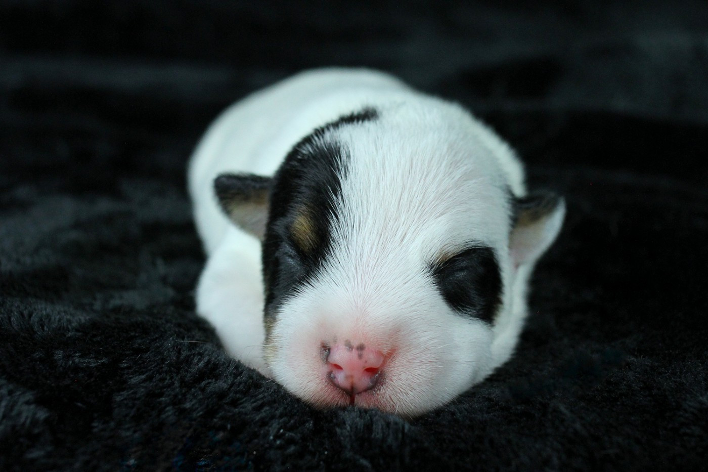 des very important Parson - Chiots disponibles - Parson Russell Terrier