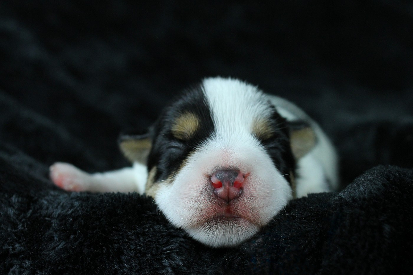 des very important Parson - Chiots disponibles - Parson Russell Terrier