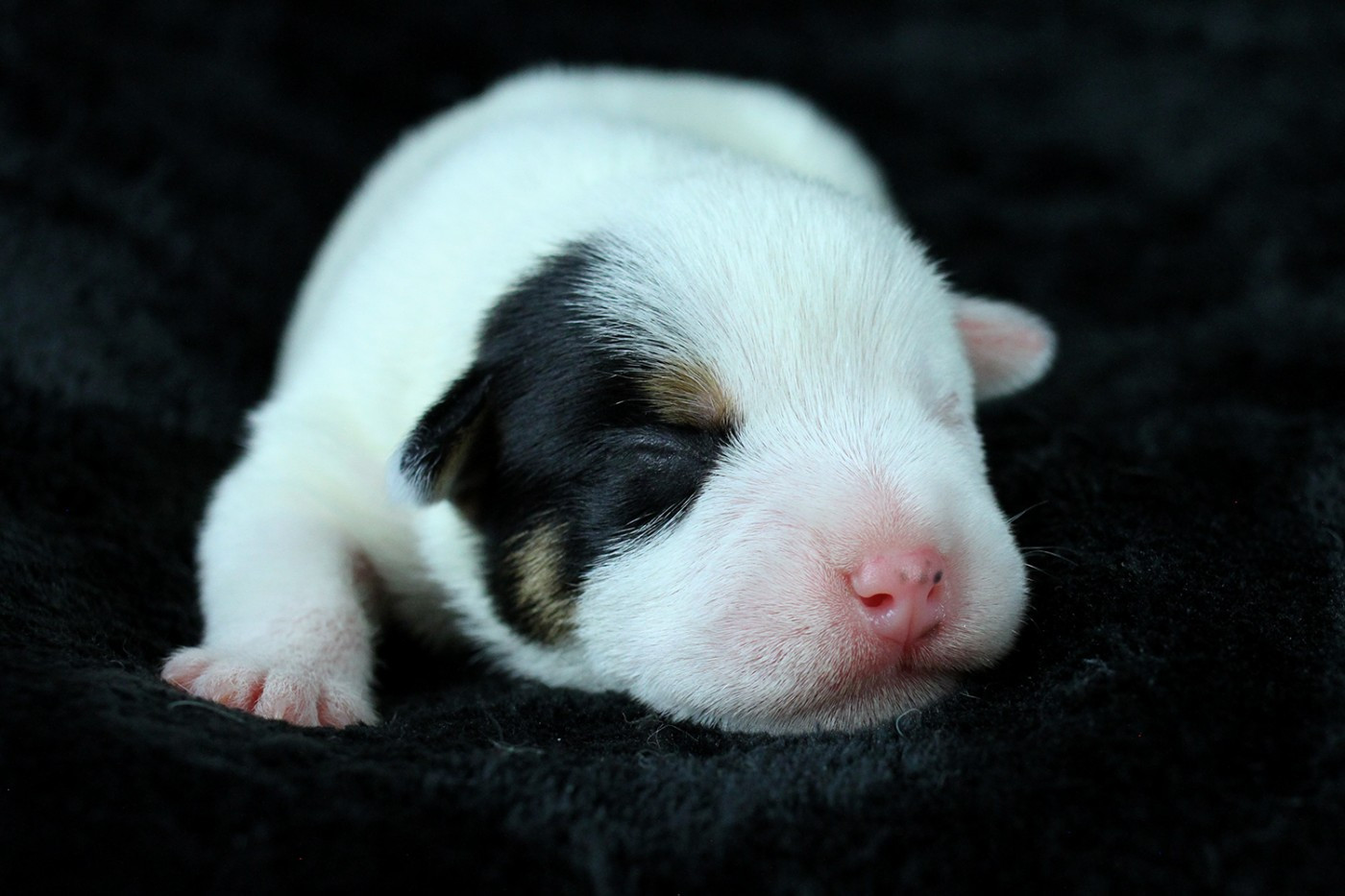 des very important Parson - Chiots disponibles - Parson Russell Terrier