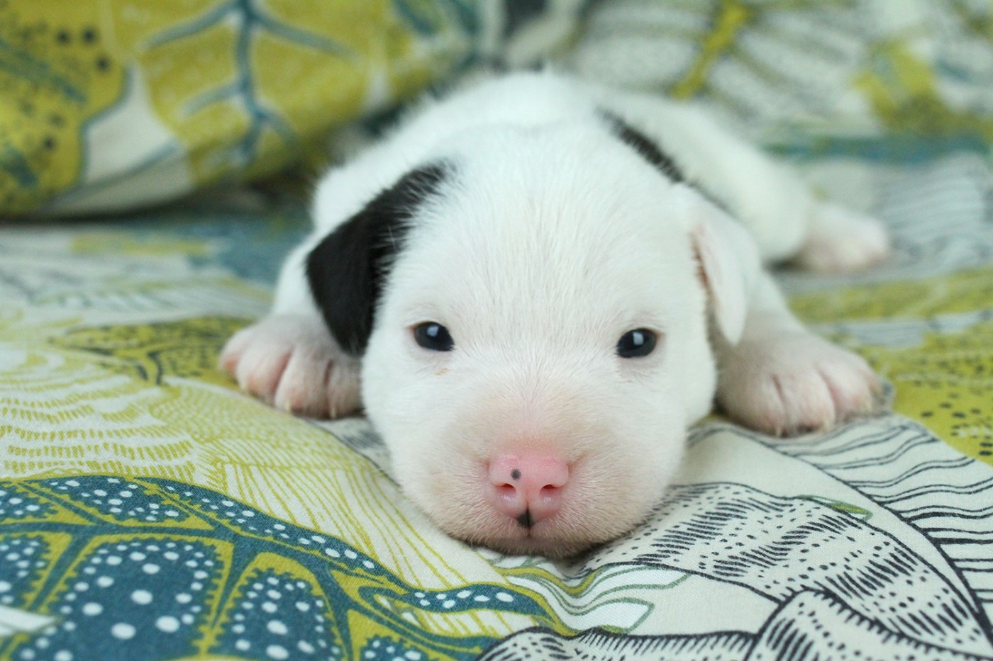 des very important Parson - Chiots disponibles - Parson Russell Terrier
