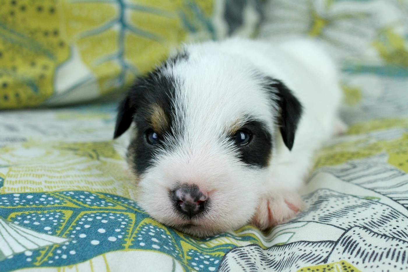 des very important Parson - Chiots disponibles - Parson Russell Terrier