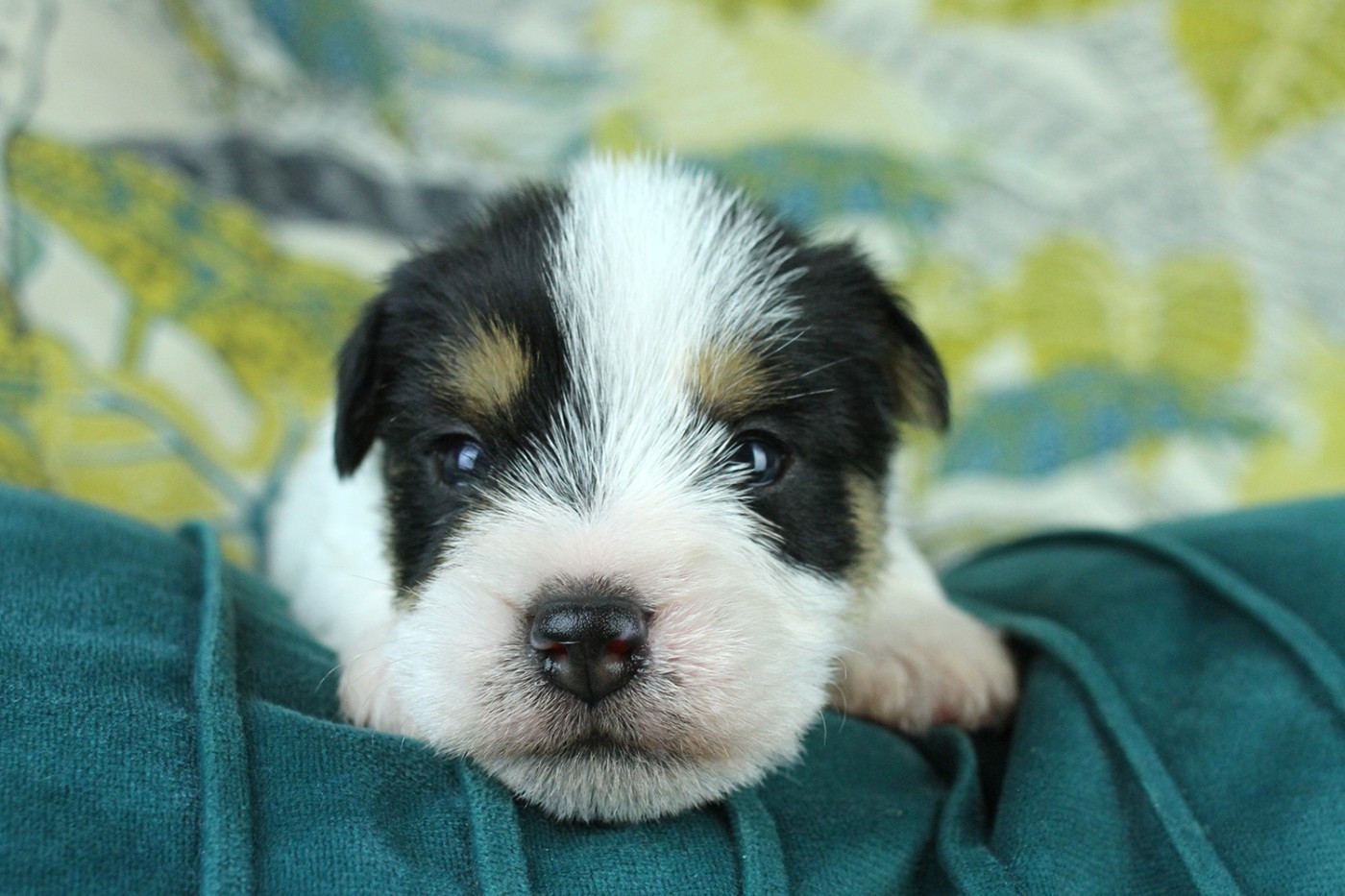 des very important Parson - Chiots disponibles - Parson Russell Terrier