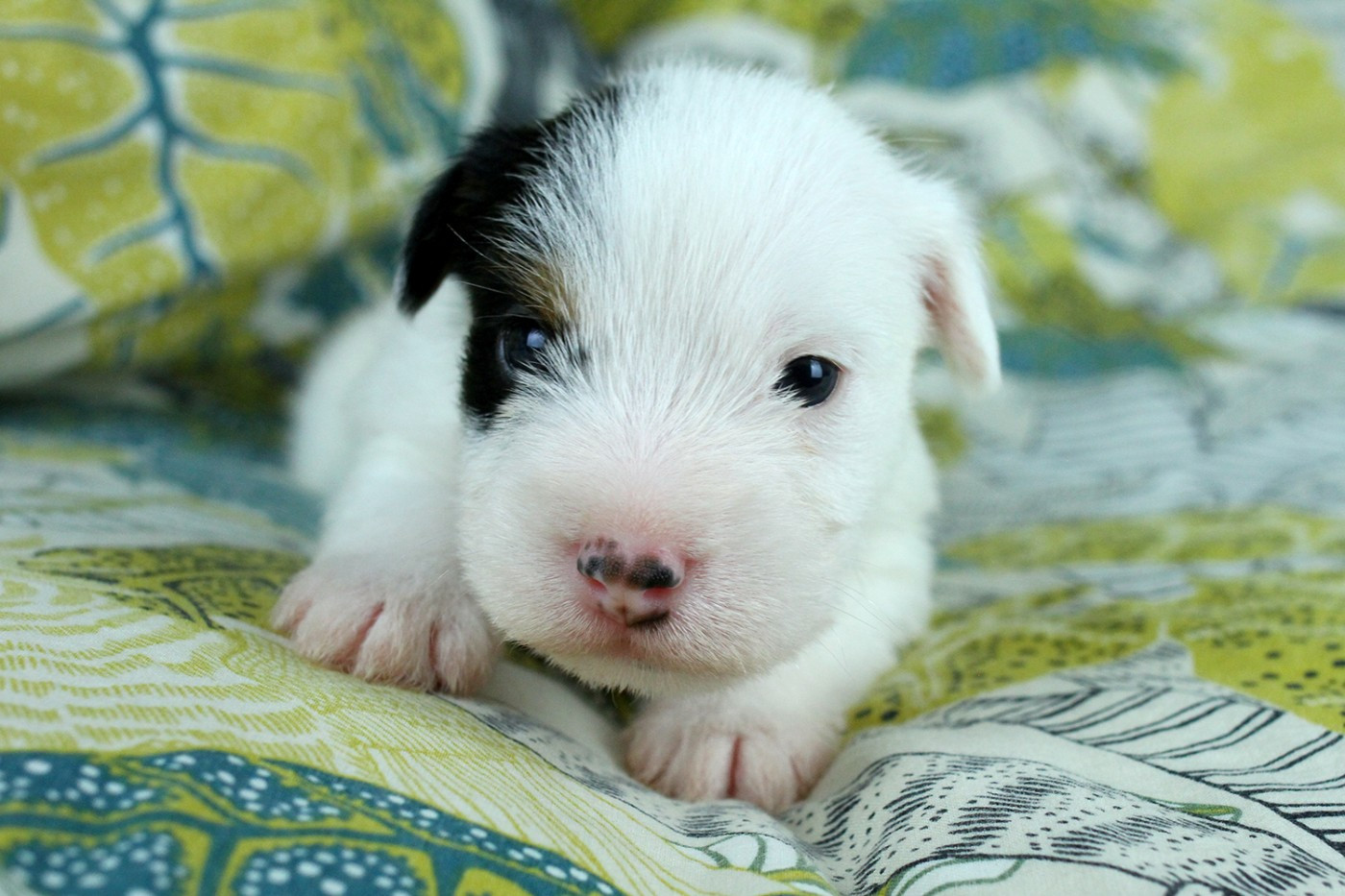 des very important Parson - Chiots disponibles - Parson Russell Terrier