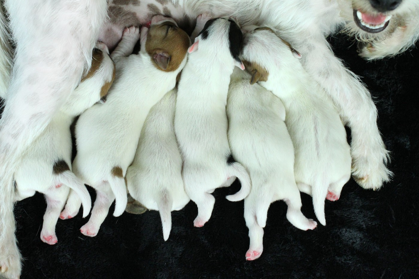 Chiot Parson Russell Terrier des very important Parson