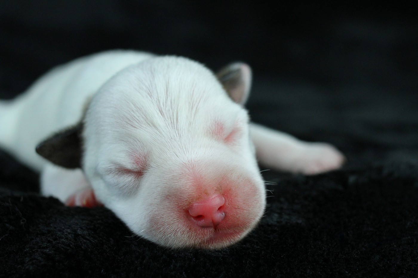 des very important Parson - Chiots disponibles - Parson Russell Terrier
