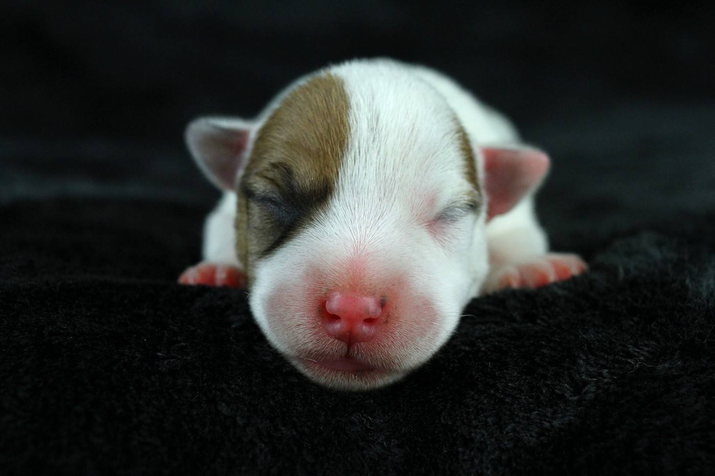 des very important Parson - Chiots disponibles - Parson Russell Terrier