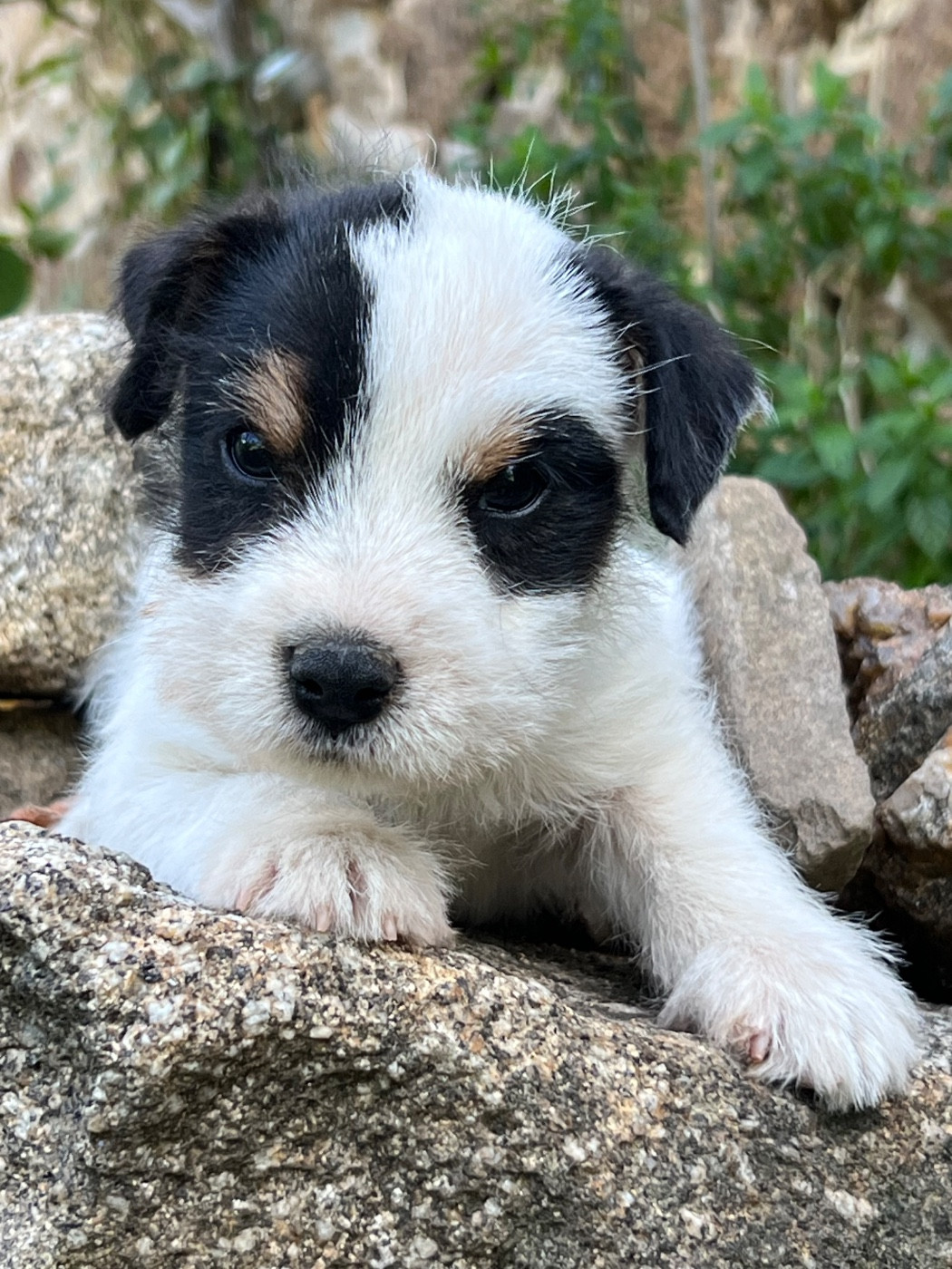 des very important Parson - Chiots disponibles - Parson Russell Terrier