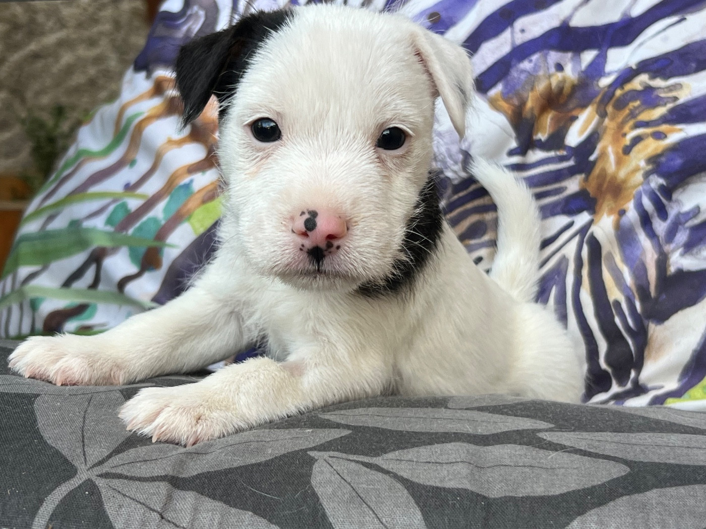 des very important Parson - Chiots disponibles - Parson Russell Terrier