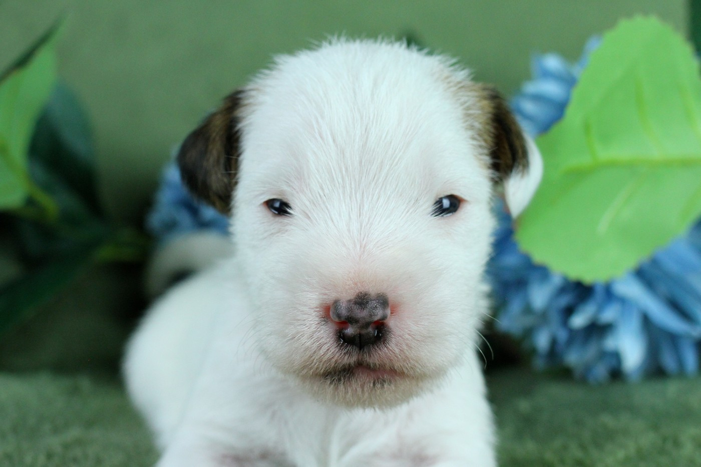 des very important Parson - Chiots disponibles - Parson Russell Terrier