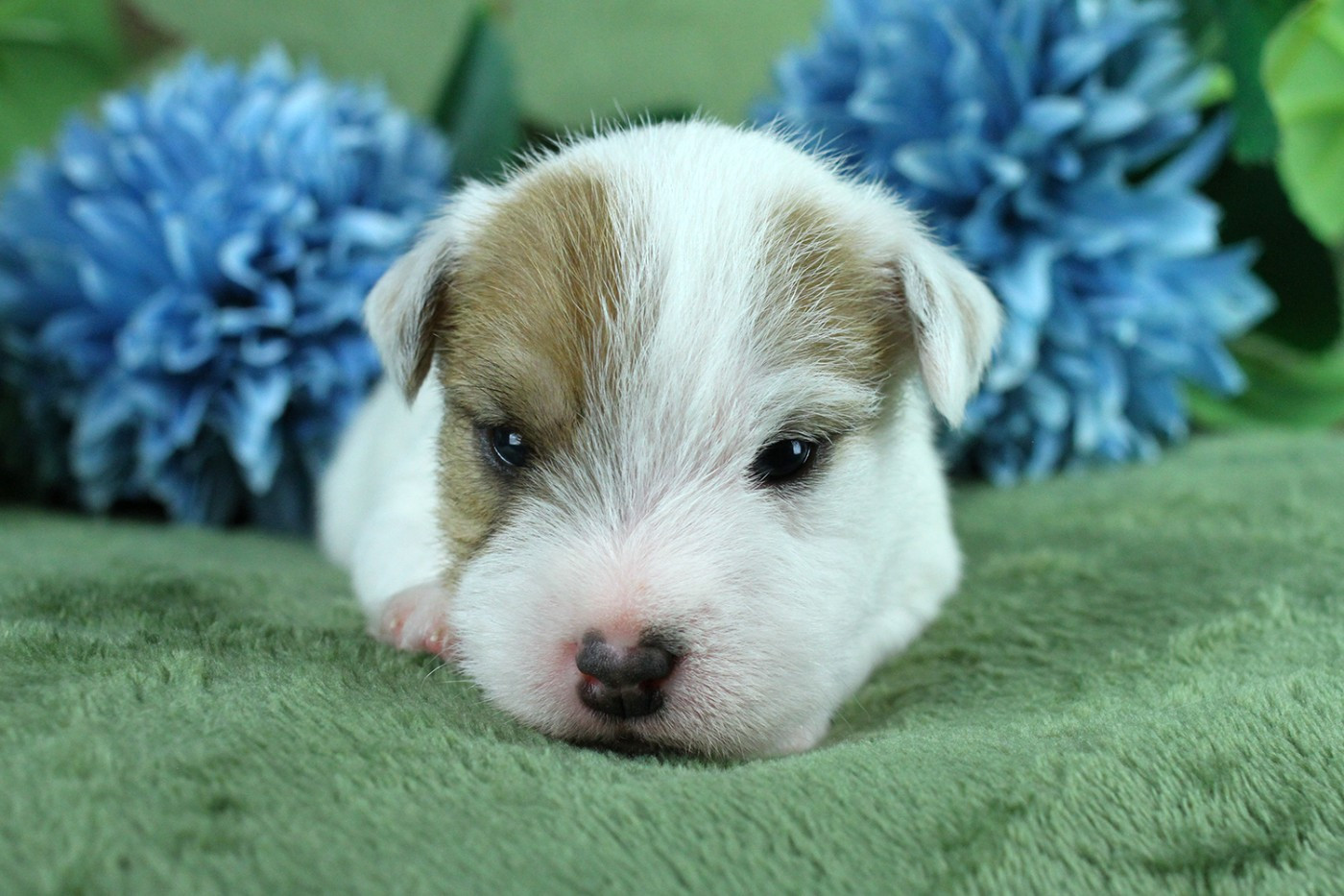 des very important Parson - Chiots disponibles - Parson Russell Terrier