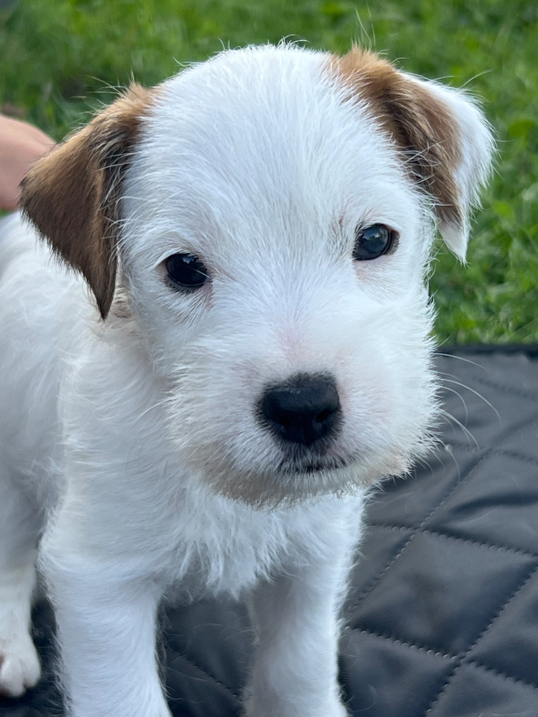 des very important Parson - Chiots disponibles - Parson Russell Terrier