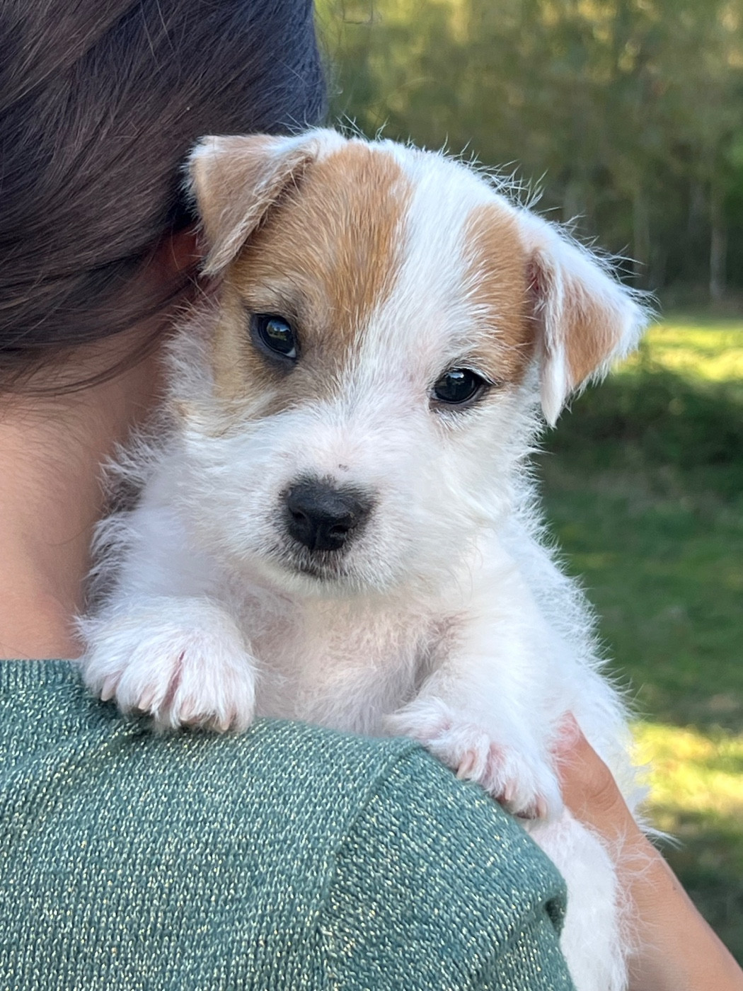 des very important Parson - Chiots disponibles - Parson Russell Terrier