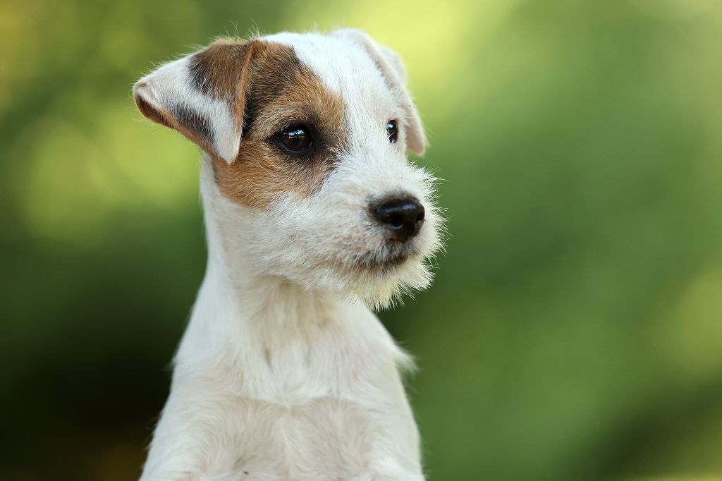 des very important Parson - Chiots disponibles - Parson Russell Terrier