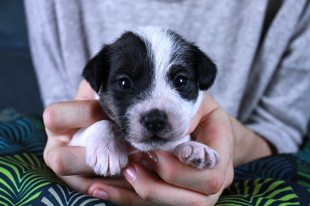 CHIOT