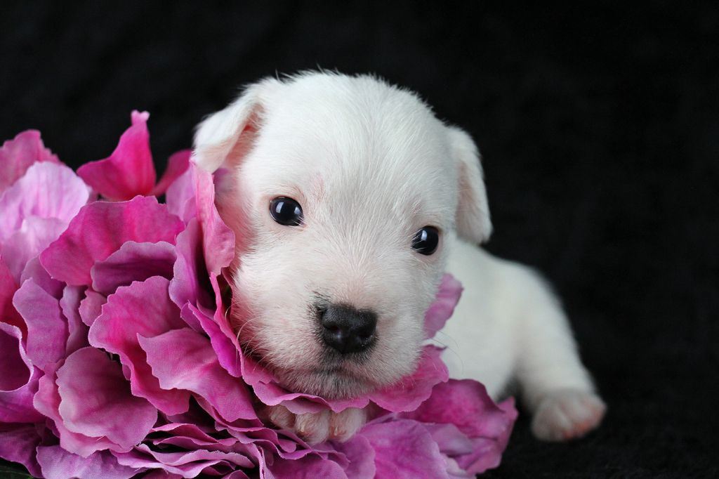 des very important Parson - Chiots disponibles - Parson Russell Terrier