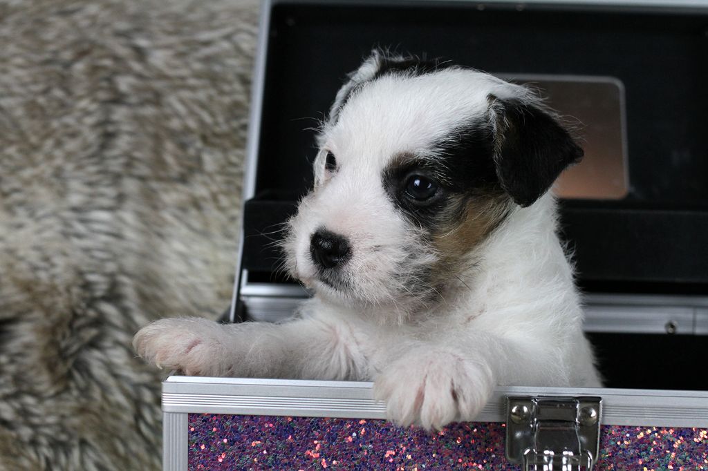 CHIOT 2