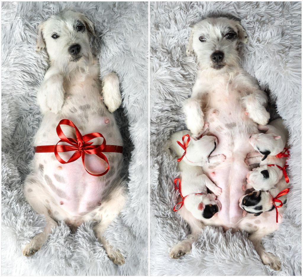 Chiot Parson Russell Terrier des very important Parson