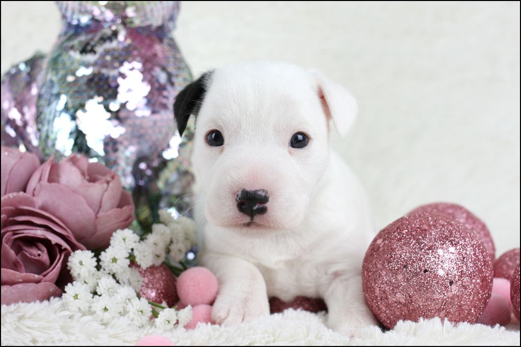 CHIOT