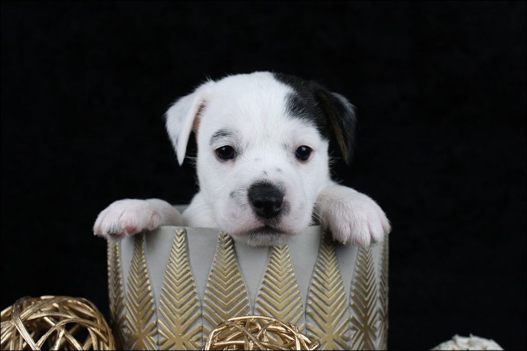 CHIOT