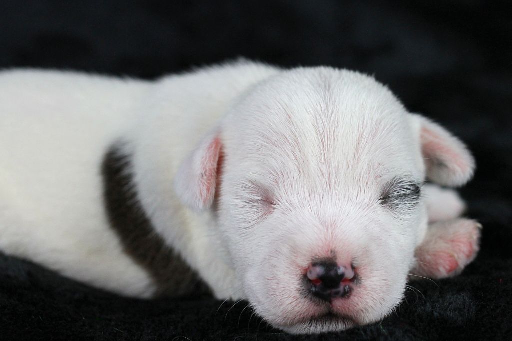 des very important Parson - Chiots disponibles - Parson Russell Terrier