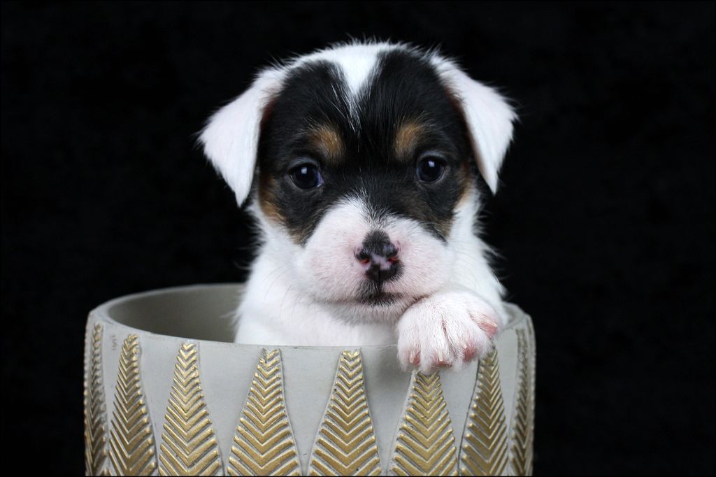 CHIOT