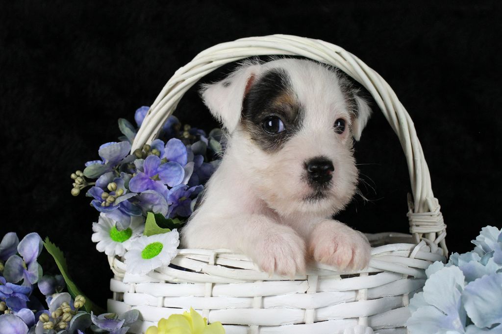 des very important Parson - Chiots disponibles - Parson Russell Terrier