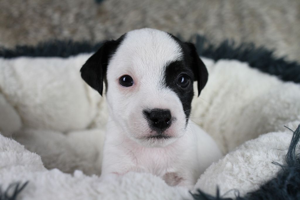 CHIOT 4