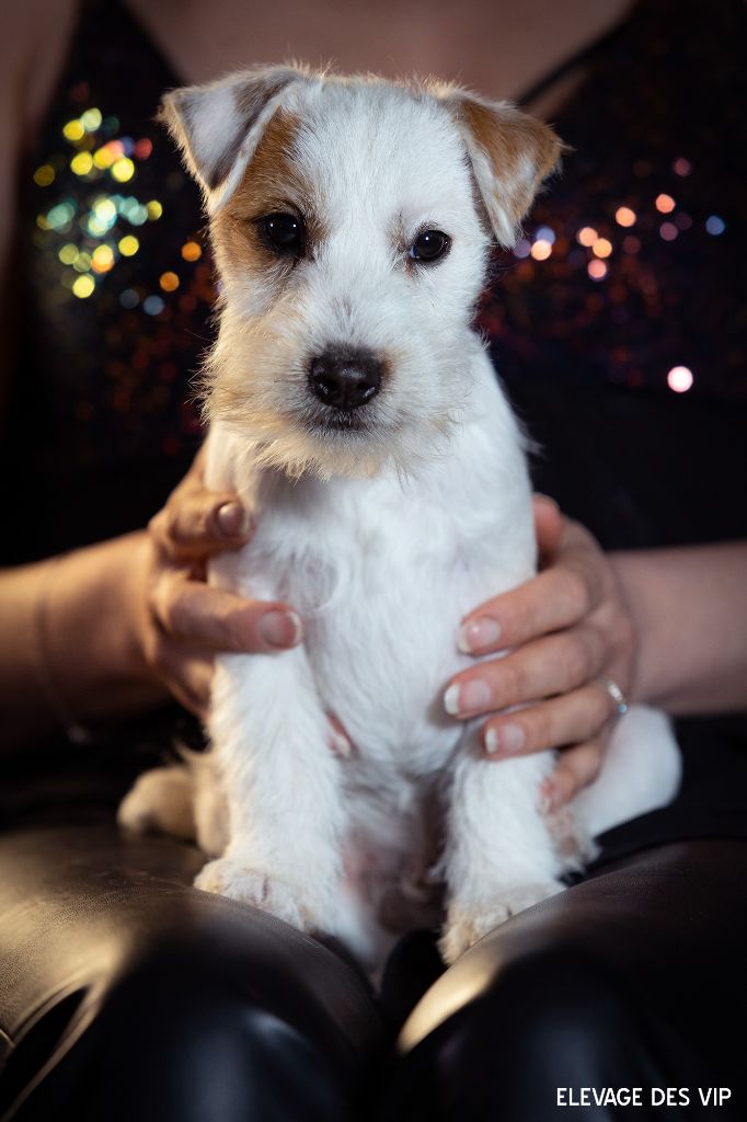 CHIOT