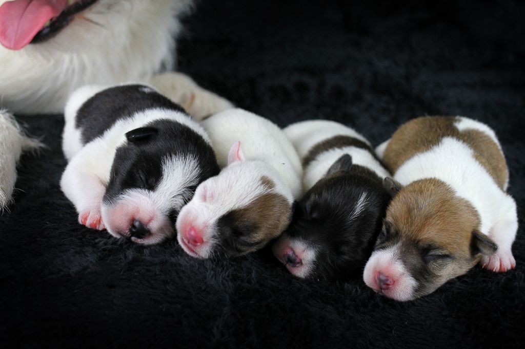Chiot Parson Russell Terrier des very important Parson