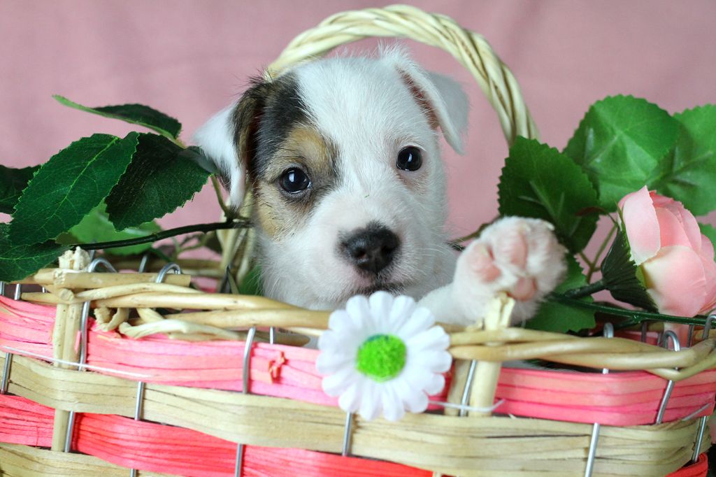 des very important Parson - Chiots disponibles - Parson Russell Terrier