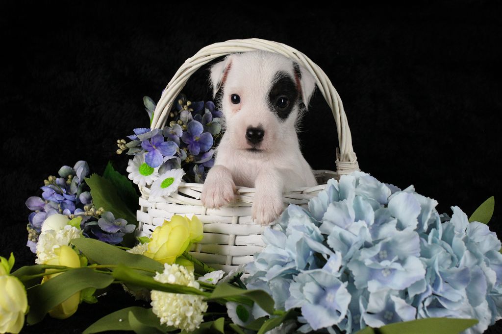 des very important Parson - Chiots disponibles - Parson Russell Terrier