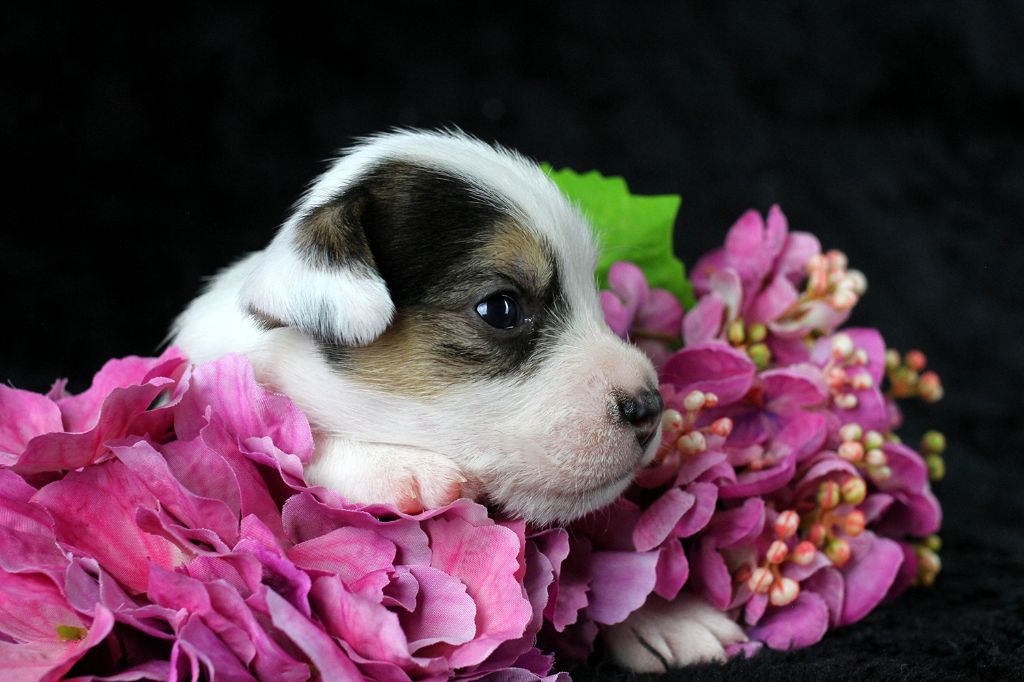 des very important Parson - Chiots disponibles - Parson Russell Terrier