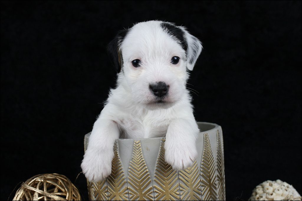 CHIOT