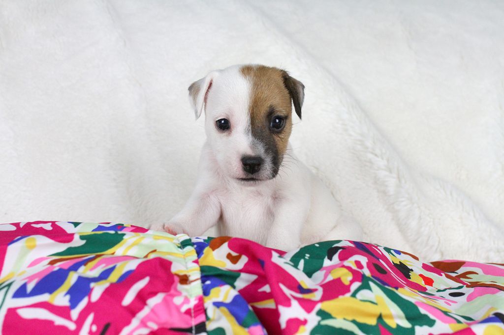 des very important Parson - Chiots disponibles - Parson Russell Terrier