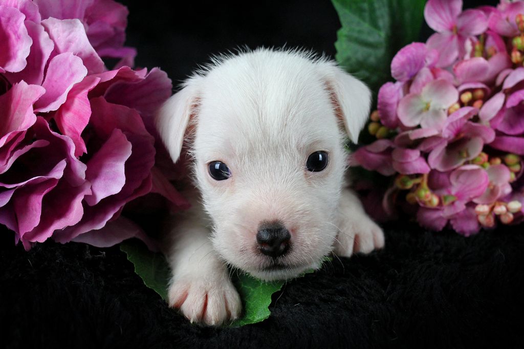 des very important Parson - Chiots disponibles - Parson Russell Terrier