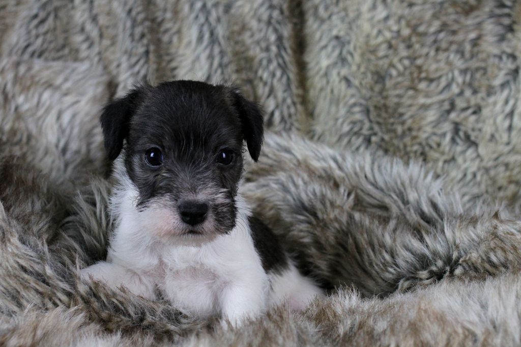 des very important Parson - Chiots disponibles - Parson Russell Terrier