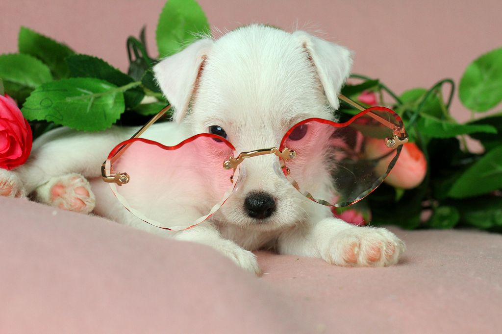 des very important Parson - Chiots disponibles - Parson Russell Terrier