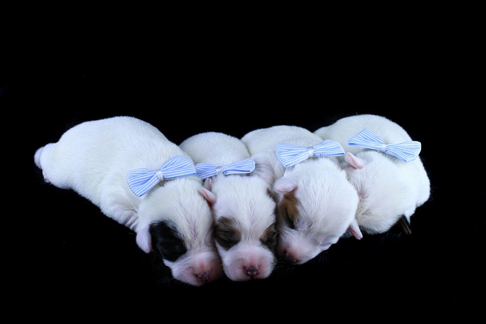 Chiot Parson Russell Terrier des very important Parson