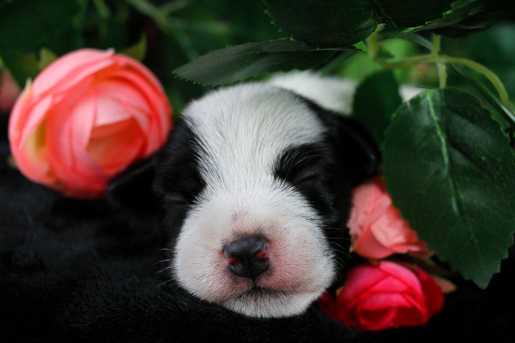 des very important Parson - Chiots disponibles - Parson Russell Terrier