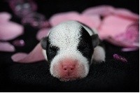 CHIOT