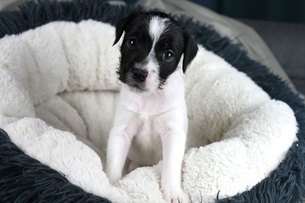 CHIOT 7