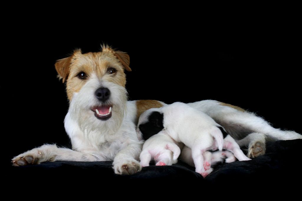 Chiot Parson Russell Terrier des very important Parson