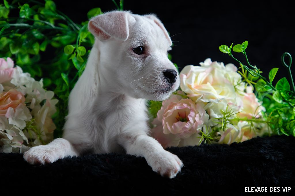 CHIOT
