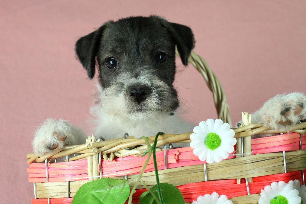 des very important Parson - Chiots disponibles - Parson Russell Terrier