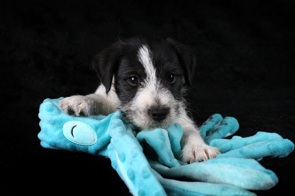 des very important Parson - Chiots disponibles - Parson Russell Terrier