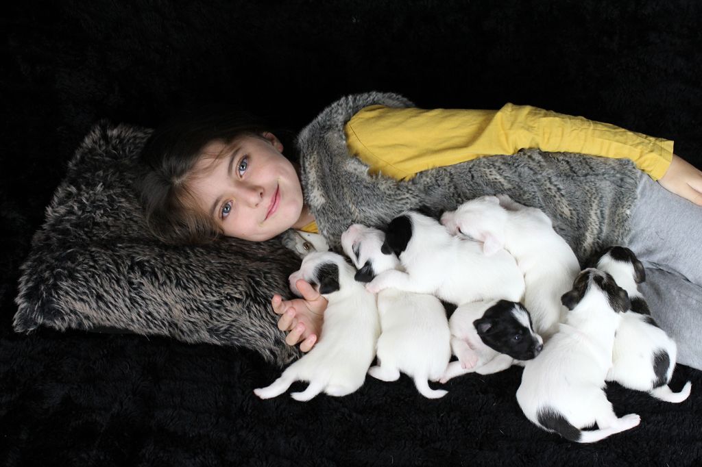 Chiot Parson Russell Terrier des very important Parson