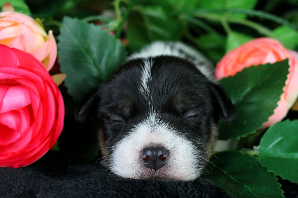 des very important Parson - Chiots disponibles - Parson Russell Terrier