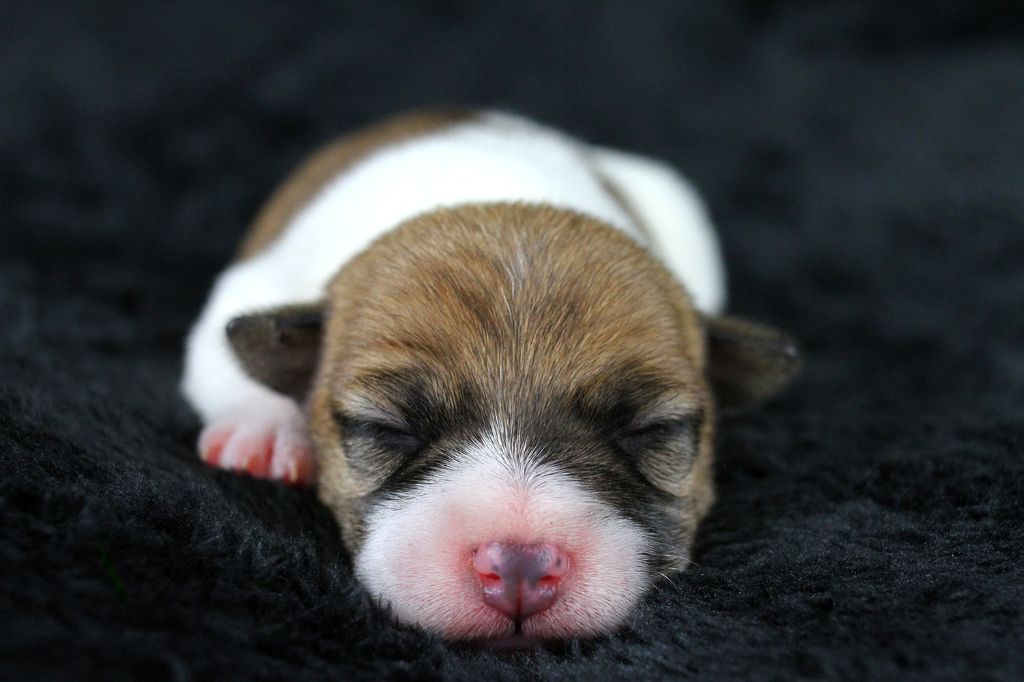 des very important Parson - Chiots disponibles - Parson Russell Terrier