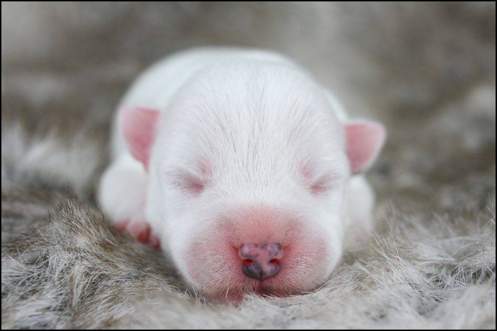 CHIOT